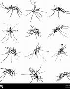 Image result for Mosquito Bug Bites