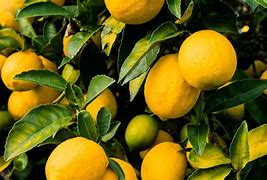 Image result for Lemon Varieties