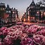 Image result for Amsterdam Flowers Microsoft