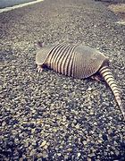 Image result for Armadillo Meme