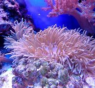 Image result for coral�rero
