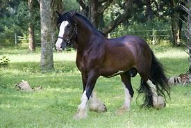 Image result for Palomino Clydesdale