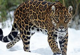 Image result for jaguar