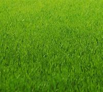 Image result for Grass Background