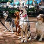 Image result for Pet Industry Growth