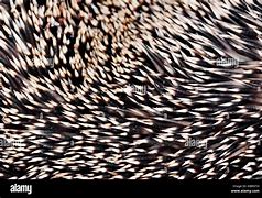 Image result for Hedgehog Quills