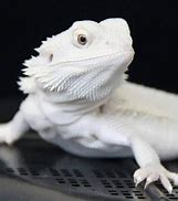 Image result for White Dragon Lizard