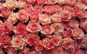 Image result for Fond D'ecran Rose