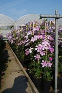 Image result for Clematis Girenas
