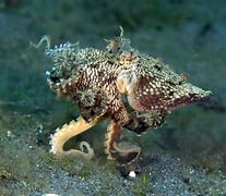 Image result for Mimic Octopus