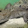 Image result for Difference Between Crocodile and Alligator Funny