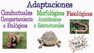 Image result for adaptaci�n