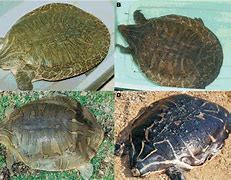 Image result for Chitra Trionychidae