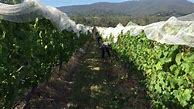 Image result for Ahh Pinot Noir Lot 34 Pinot Jour