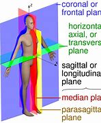 Image result for Horizontal and Vertical Position