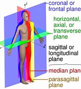 Image result for Lateral vs Horizontal