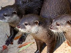 Image result for Three Otters