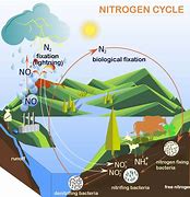 Image result for Soil Nitrogen Cycle