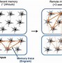 Image result for Systems Consolidation in Memory
