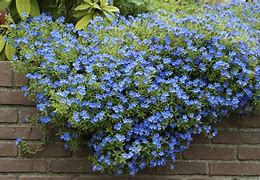 Image result for Lithodora diffusa alba