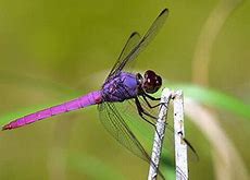 Image result for Bugs That Look Like Dragonflies