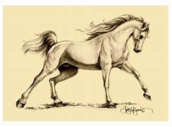 Image result for Beautiful Arabian Horse Drawing