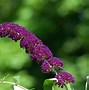 Image result for Wildflowers Purple Flowers