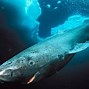 Image result for 392 Year Old Greenland Shark