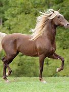 Image result for Rocky Mountain Spotted Horse