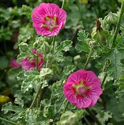 Image result for Anisodontea scabrosa Large Red