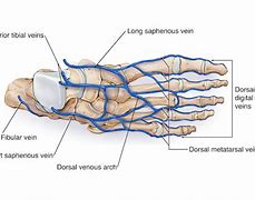 Image result for Veins in Foot and Ankle