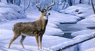 Image result for Winter Animal Scenes