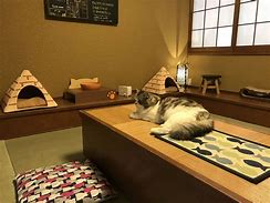 Image result for Cat Cafe in Japan