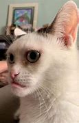 Image result for Funny Cat Eyes