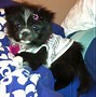 Image result for Shih Tzu Pomeranian Pug Mix