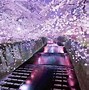 Image result for cherry blossoms japanese