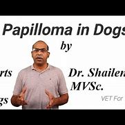 Image result for Papilloma Warts On Dogs