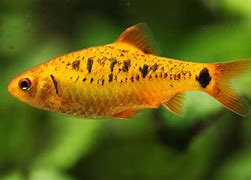 Image result for Pics of Fishes
