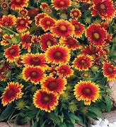 Image result for Gaillardia Arizona Sun