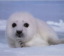 Image result for Crying Seal Meme