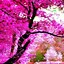 Image result for Beautiful Computer Wallpaper 1440X900