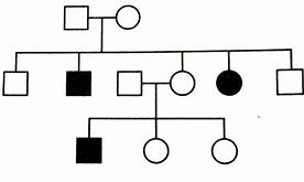 Image result for Sickle Cell Anemia Pedigree Chart