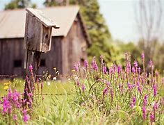 Image result for Summer Farm Scenes