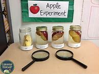 Image result for Apple Science Activities for Toddlers
