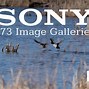 Image result for Sony A73 Photos Taken
