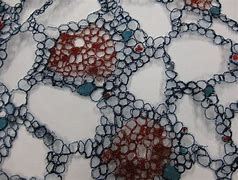 Image result for Square Textiles Cellular Structure