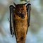 Image result for Upside Down Bats Funny