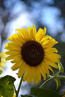 Image result for Sunflower with Angel in Sky in Background