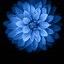 Image result for iPhone New Blue Flower Wallpaper