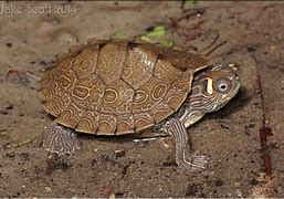 Image result for Graptemys ouachitensis